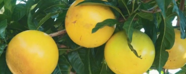 黄金果是什么水果 黄金果是啥水果