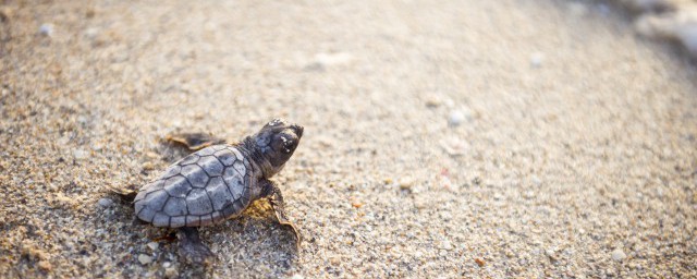 黄头龟怎么养 黄头龟如何养