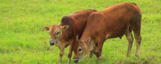 大门是代表哪一个生肖 大门是代表哪什么生肖