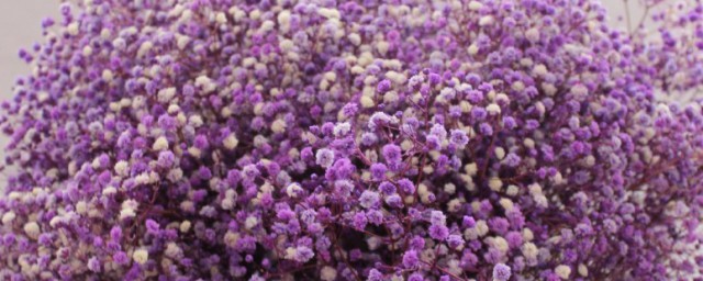 新鲜的满天星怎样做干花 满天星怎么做干花