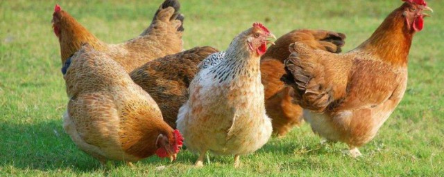 声名显赫指的什么动物 声名显赫指的是啥动物