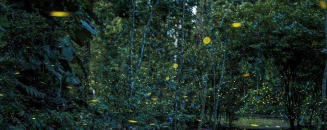 萤火虫为什么会点灯笼 萤火虫会点灯笼的原因