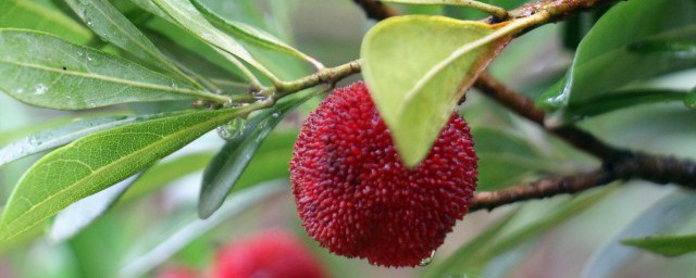 婴幼儿期宝宝能吃杨梅吗 婴幼儿期宝宝能不能食用杨梅呢