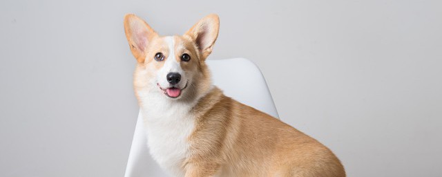 善解人意的动物是什么生肖 善解人意的动物是何生肖