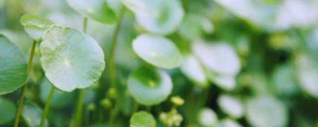 缘来不易下一句 缘来不易下一句是什么