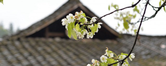 有关清明节的由来和风俗 有关清明节的由来及风俗