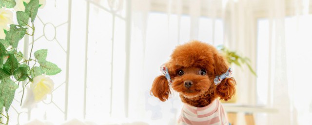 贵宾犬一个月吃多少狗粮 贵宾犬一个月多少粮食