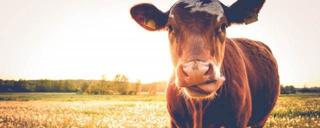 属牛人2022年每月运势 属牛人2022年每月运势介绍