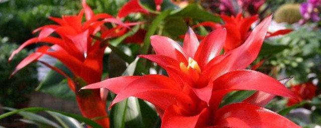 鸿运当头的寓意与象征风水 鸿运当头的寓意与象征风水是什么