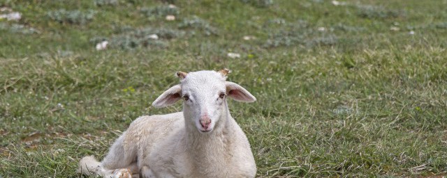 2022年属羊的运势和财运 2022年属羊的运势和财运怎么样