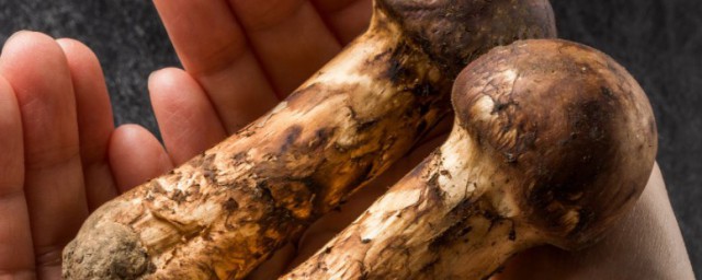 松茸不适合吃的人群 松茸的饮食禁忌 松茸不适合吃的人群 松茸的饮食禁忌