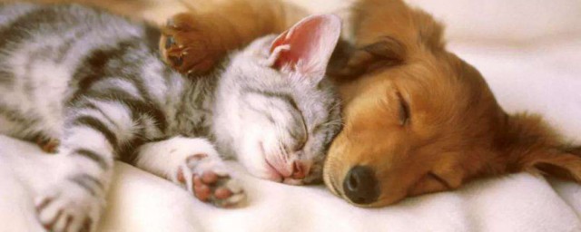 犭这个偏旁怎么读 犭部的字有哪些