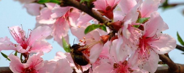 桃花如何旺风水 桃花旺风水方法