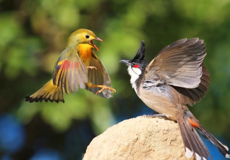 一石二鸟是什么意思 一石二鸟是什么意思