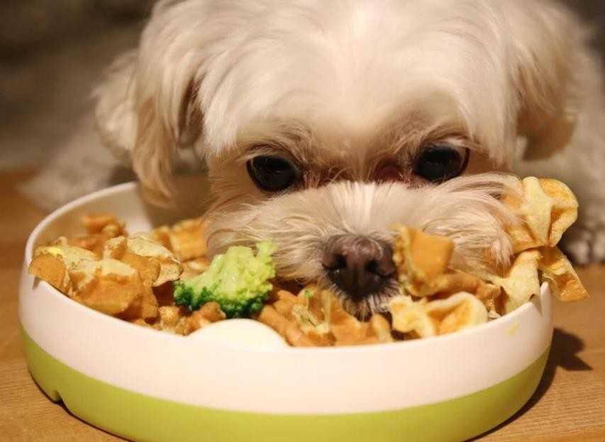 狼吞虎咽是什么意思