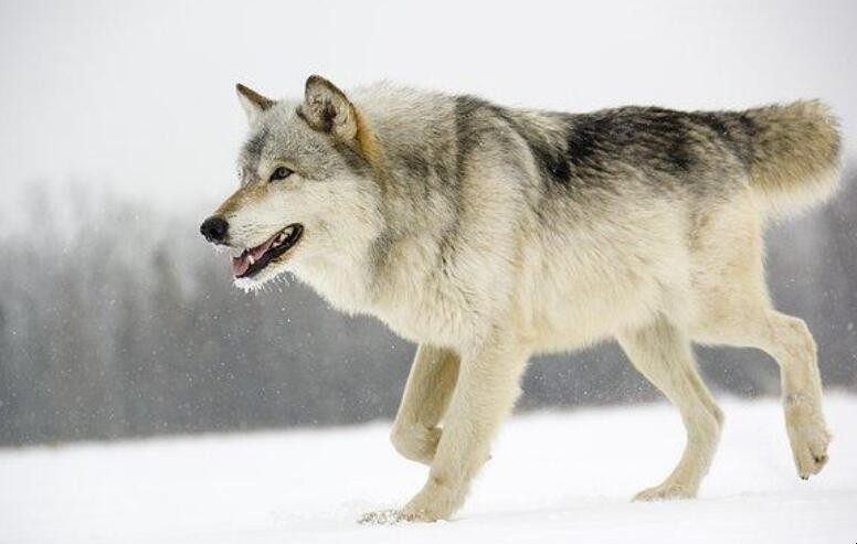 大灰狼和小白兔的故事主要讲了什么