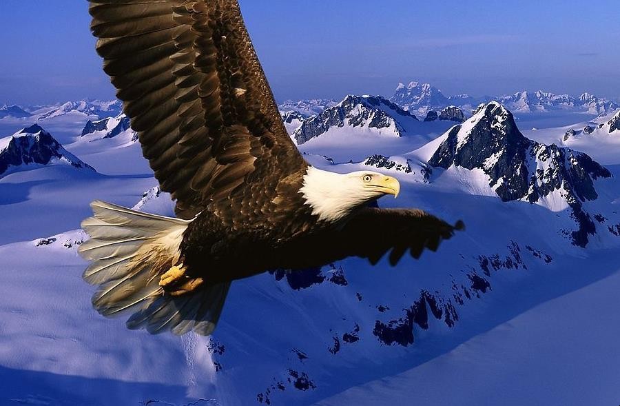 扶摇直上的意思是什么