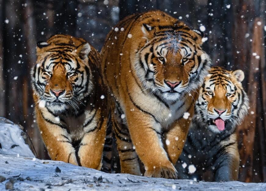 威风凛凛是什么意思