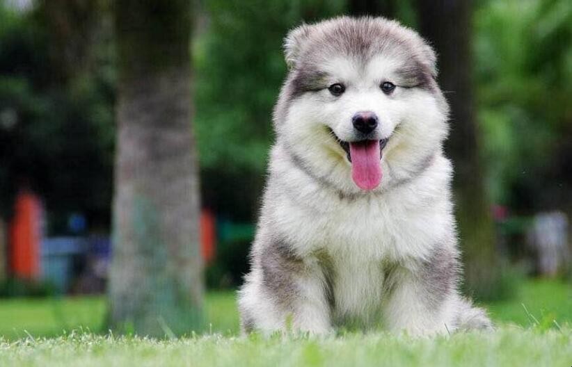 阿拉斯加犬和哈士奇有什么区别