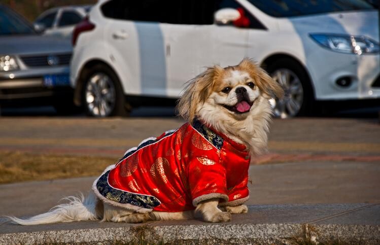 人模狗样有哪些造句