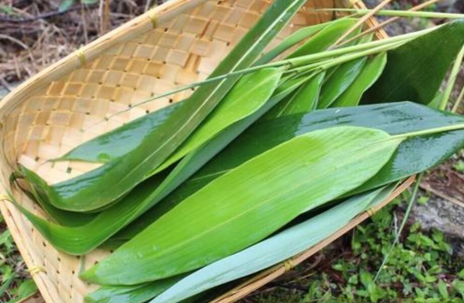 粽叶怎么长期保存 粽叶怎么长期保存