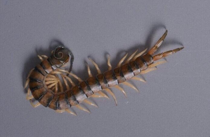 家里有蜈蚣怎么处理 家里有蜈蚣怎么处理